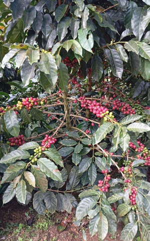 Coffee tree with red and green coffee berries and leaves.